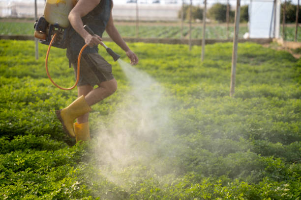 Best Ant Control Services  in Clovis, NM