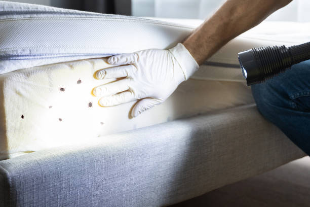 Best Local Pest Control Services  in Clovis, NM
