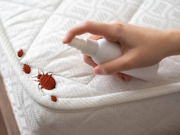 Best Affordable Pest Control Services  in Clovis, NM
